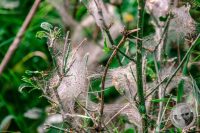 Watermark_18IMG_8920