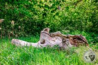 Watermark_22IMG_8924