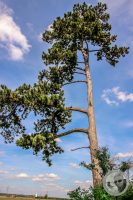 Watermark_25IMG_8927