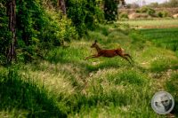 Watermark_30IMG_8932