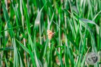 Watermark_32IMG_8934