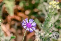 Watermark_3IMG_8905