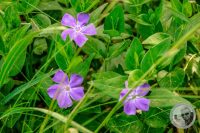 Watermark_43IMG_8945