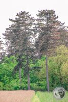 Watermark_8IMG_8910