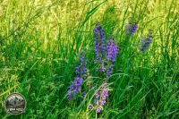 Watermark_15IMG_9059