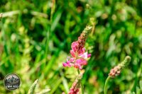 Watermark_19IMG_9063