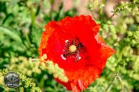 Watermark_21IMG_9066