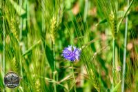Watermark_24IMG_9069