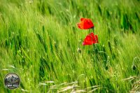 Watermark_26IMG_9071