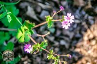 Watermark_8IMG_9052