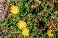 Watermark_9IMG_9053