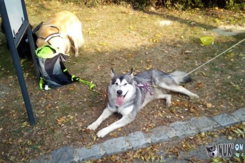Trailrocking in Großengersdorf (20.10.2018, 15.5km)