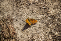 116IMG_1232