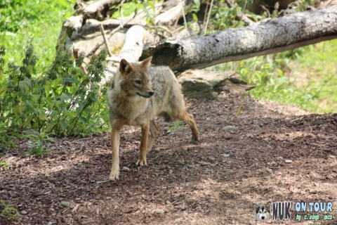 Wildpark Assling (17.07.2019)