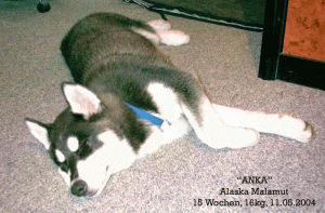 anka-02