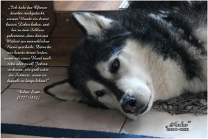 anka2004-2014