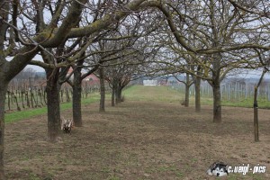 IMG_0152
