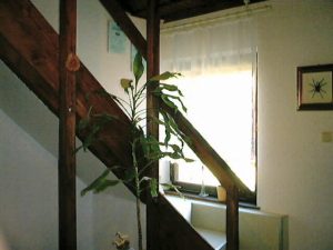 haus200302_0013
